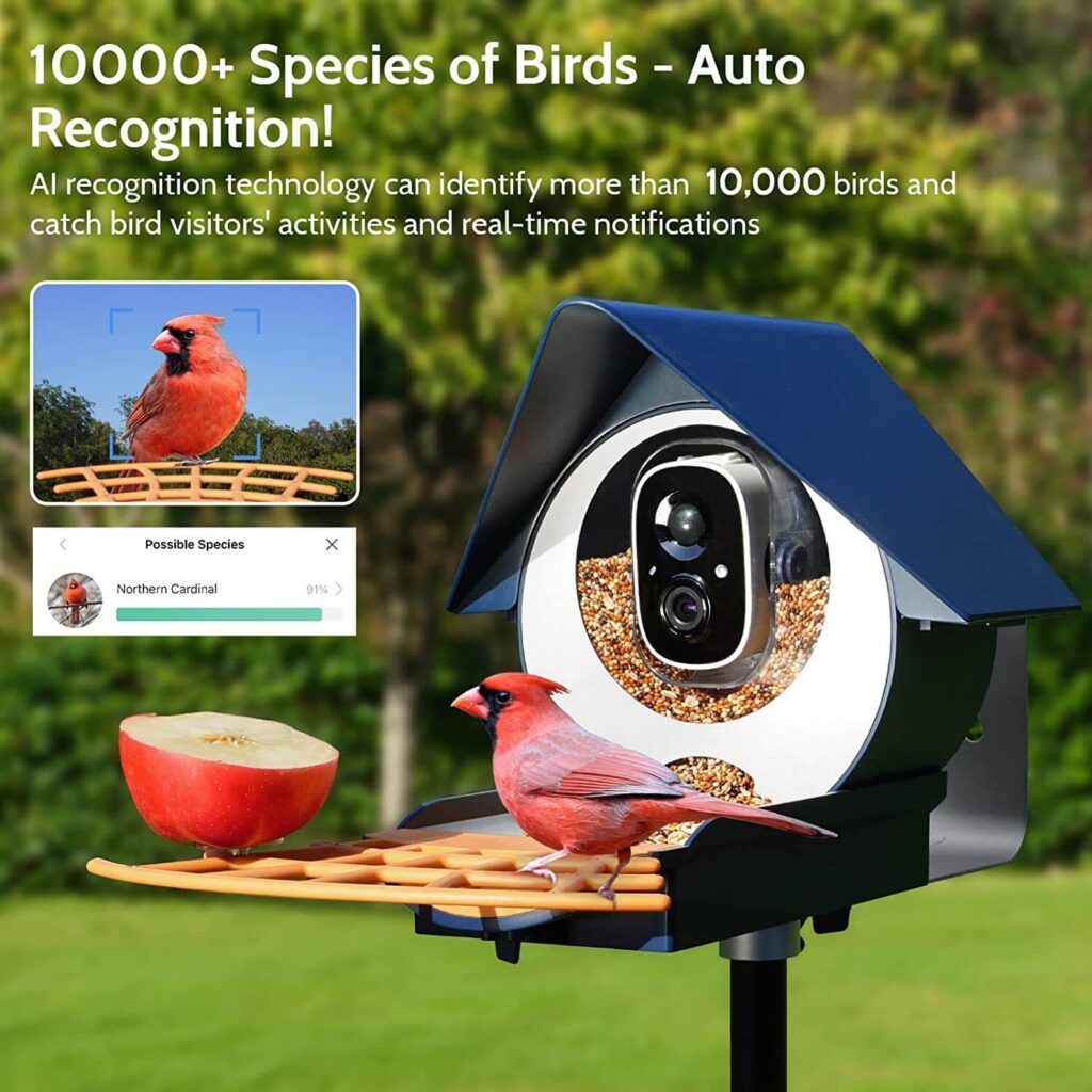 Birdkiss Smart Bird Feeder Review: The Avian Dining